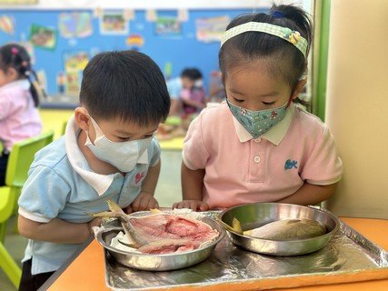 Group A Project study_Fish