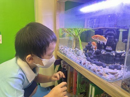 Group A Project study_Fish